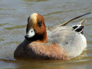 Eurasian Wigeon (WWT Slimbridge April 2013) - pic by Nigel Key